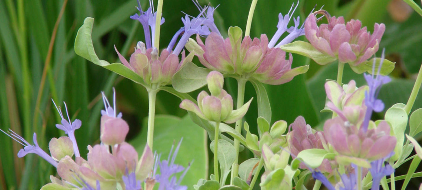 PrairieBreak: Salvia Pachyphylla in SoCal's Santa Rosa Mountains
