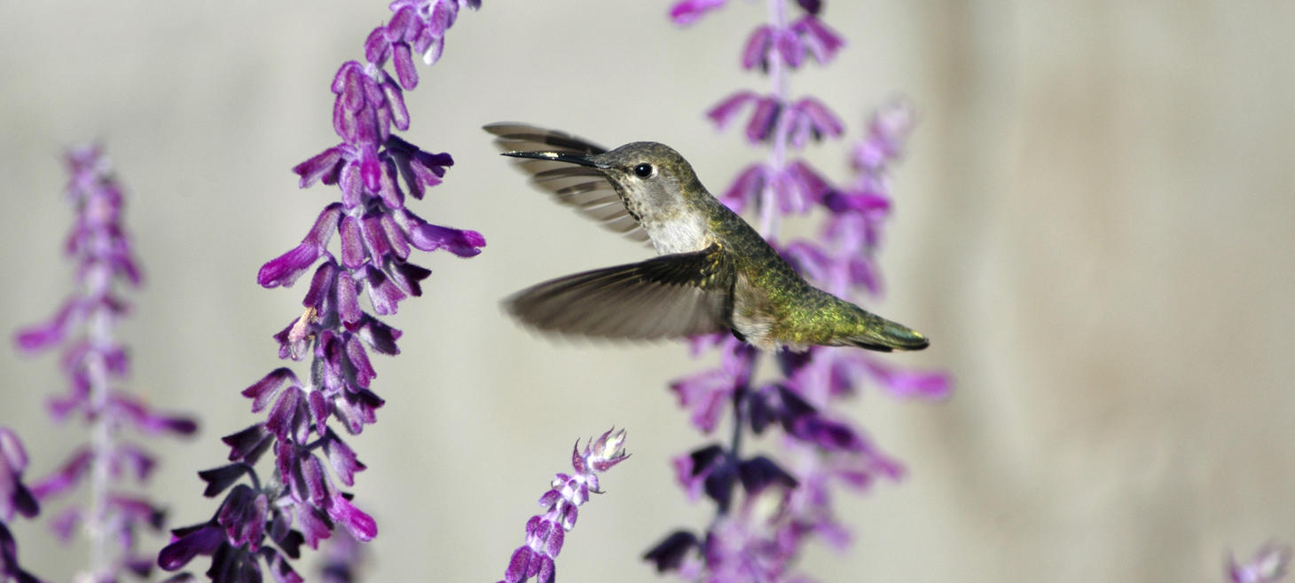 Sedona, Arizona, Hummingbird Festival Schedule