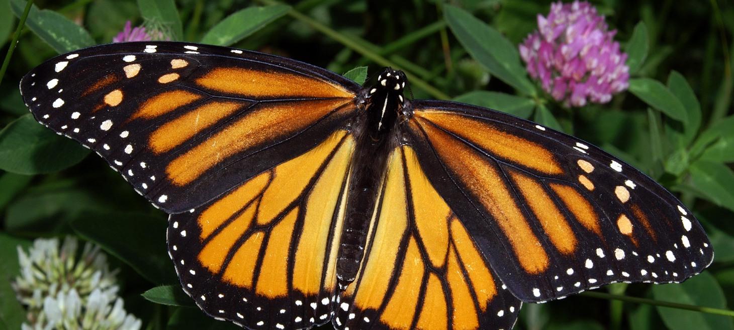 How Milkweed Relatives Are Threatening Monarch Butterflies