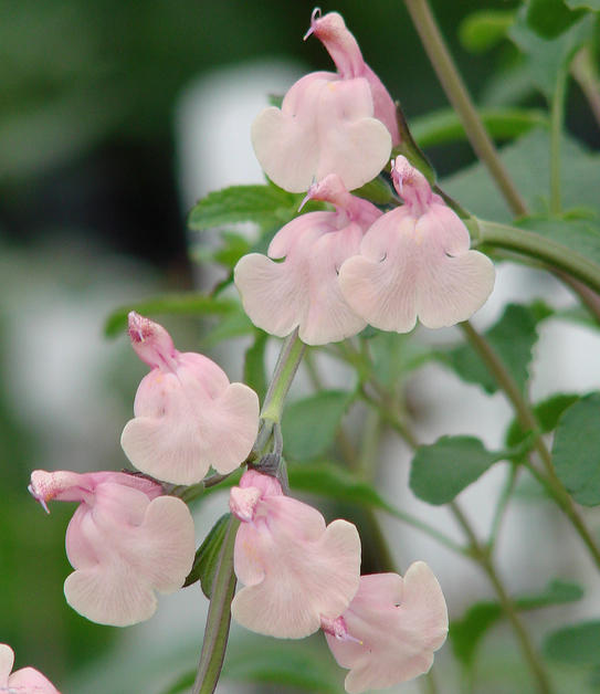 Top 10 Tender Perennials for an Indian Summer