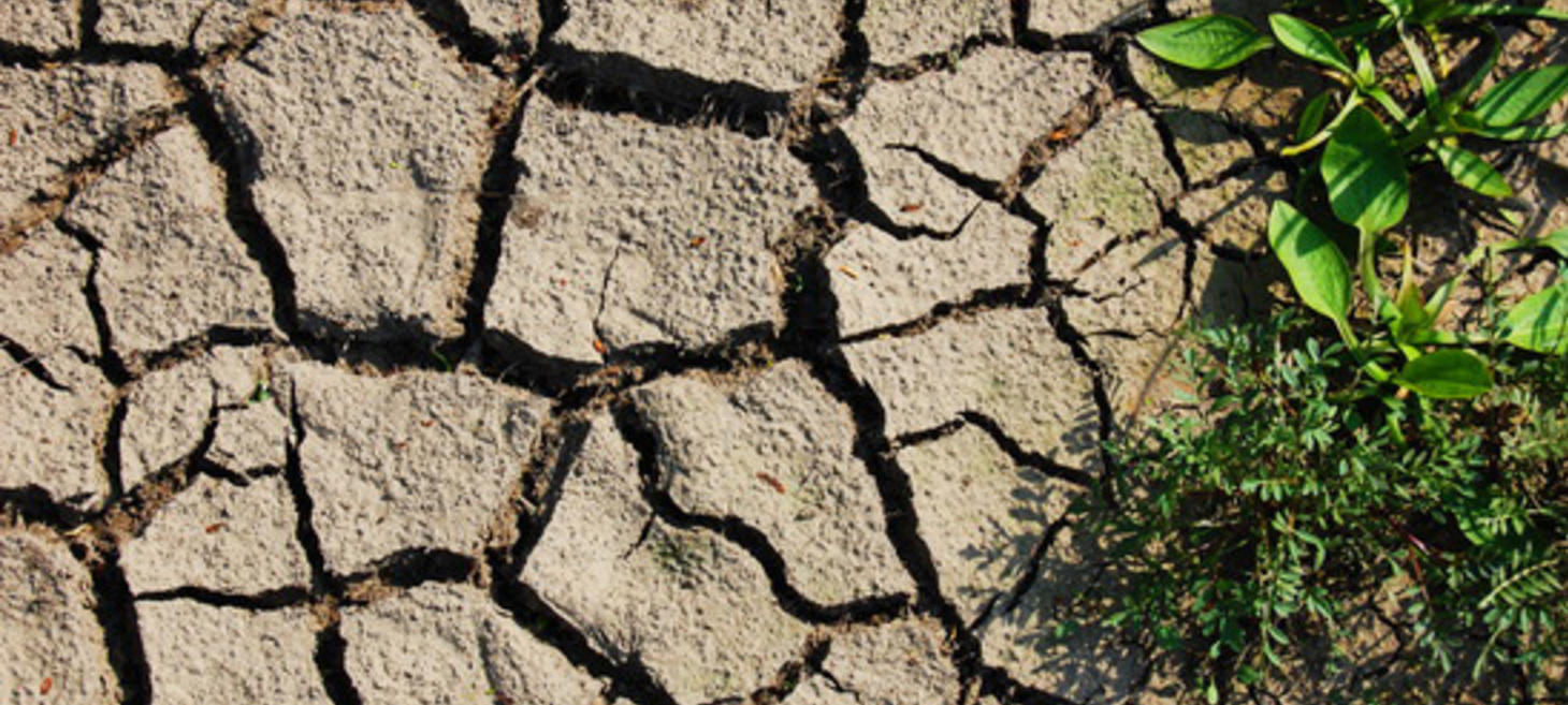 When Soil Won't Hold Water: How to Beat Hydrophobia