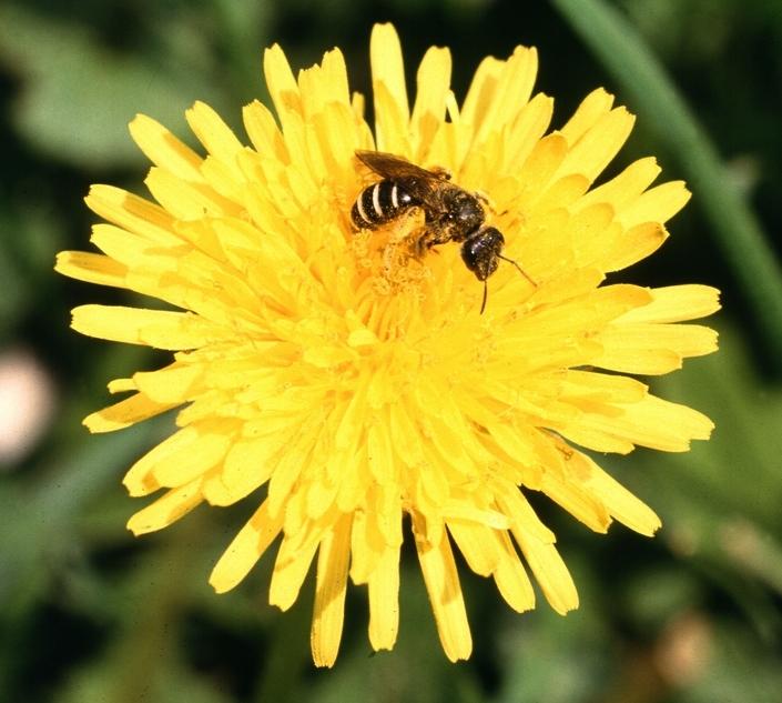 Bee Basics: An Introduction to Our Native Bees