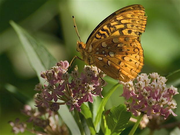 Why Butterflies Have Such Great Color Vision