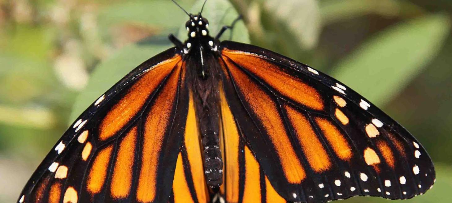 Vineyard Habitats for Beneficial Insects Increase Butterfly Visits