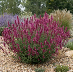A Love-Hate Affair with Gravel Mulch in Gardens