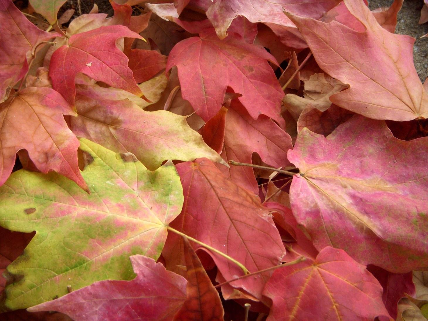 Don't Bag It: Composting & Leaf Management Plan