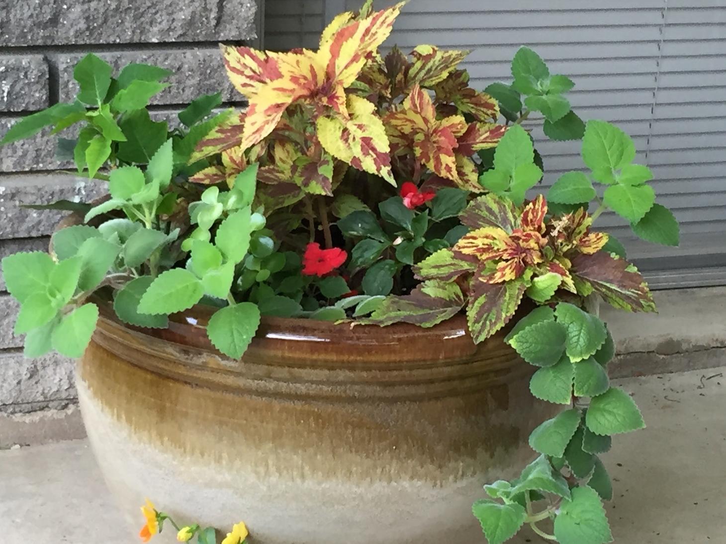Why Plants Lose or Change Variegation in Foliage