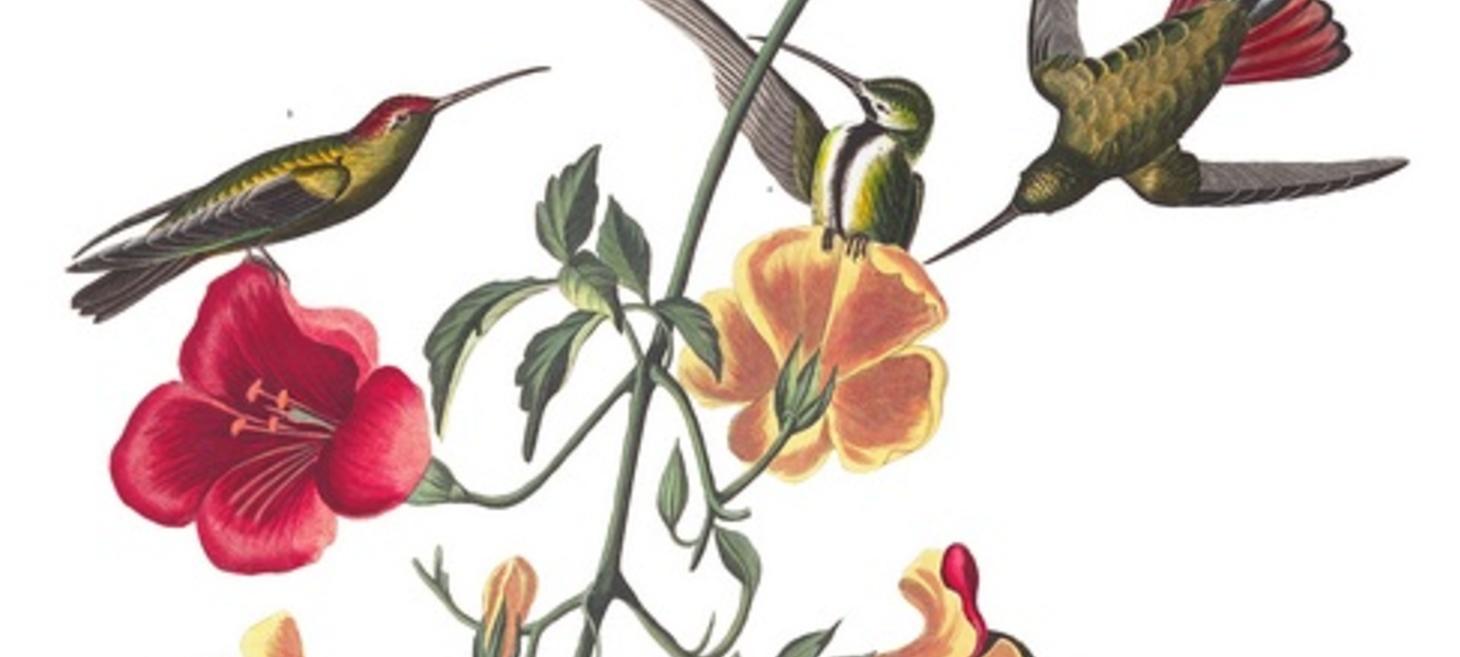 Audubon Illustrated Hummingbird Guide and Recordings