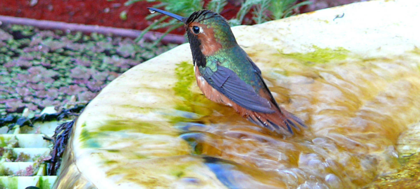 Listen to Hummingbirds on Cornell Hummingbird Guide