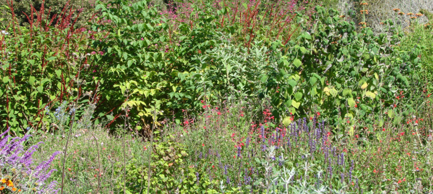 Timber Press Blogs About 'Many Possibilities' of Salvias