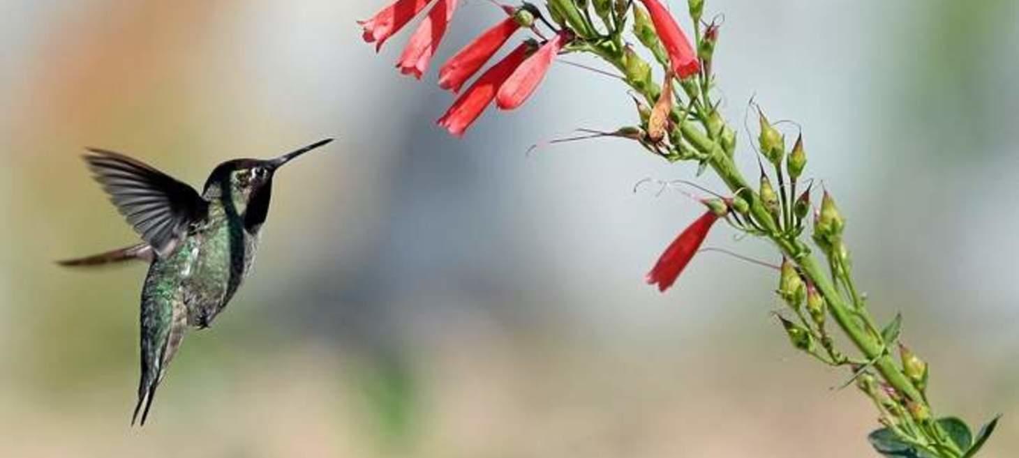 SoCal's Oak Glen Preserve Opening Hummingbird Hill Attraction