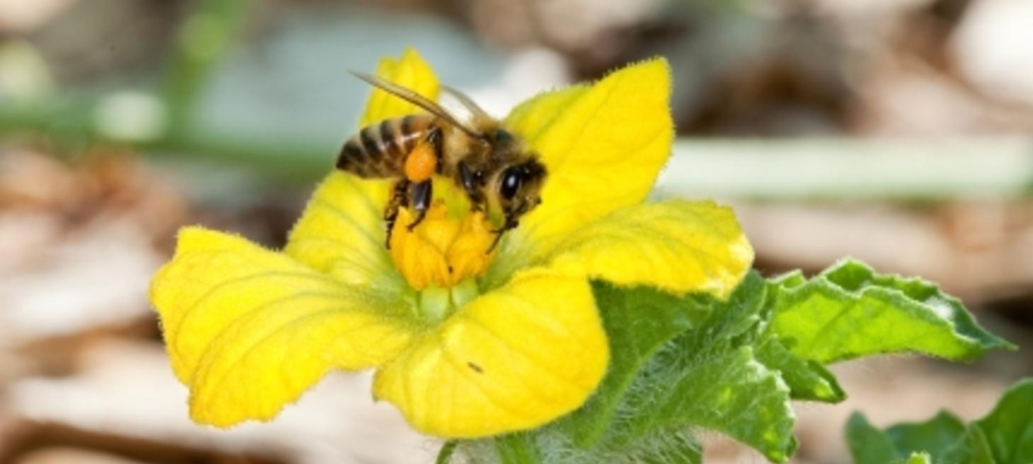 Announcing New Steps to Promote Pollinator Health | The White House