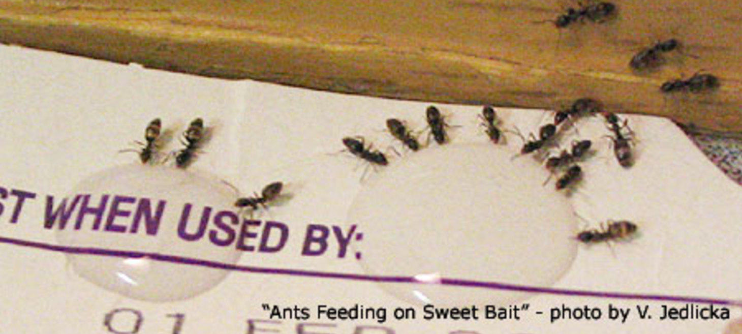 Ant Baits: A Least Toxic Control