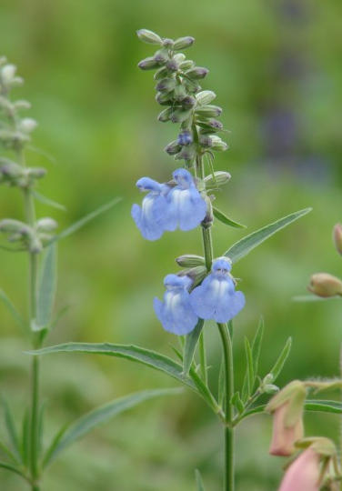 Native, Gorgeous, Under-appreciated Salvia Azurea