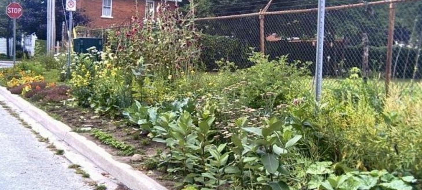 Curbside Sponges: New York City's Bioswale Program
