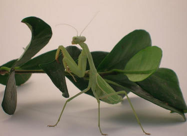 Can Preying Mantises Eat Hummingbirds?