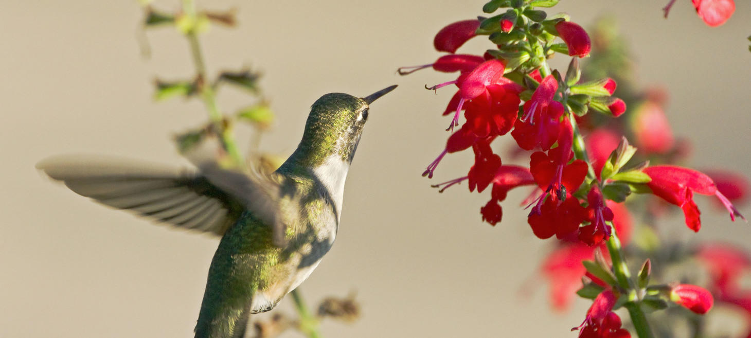 New York Times Overview of White House Pollinator Report