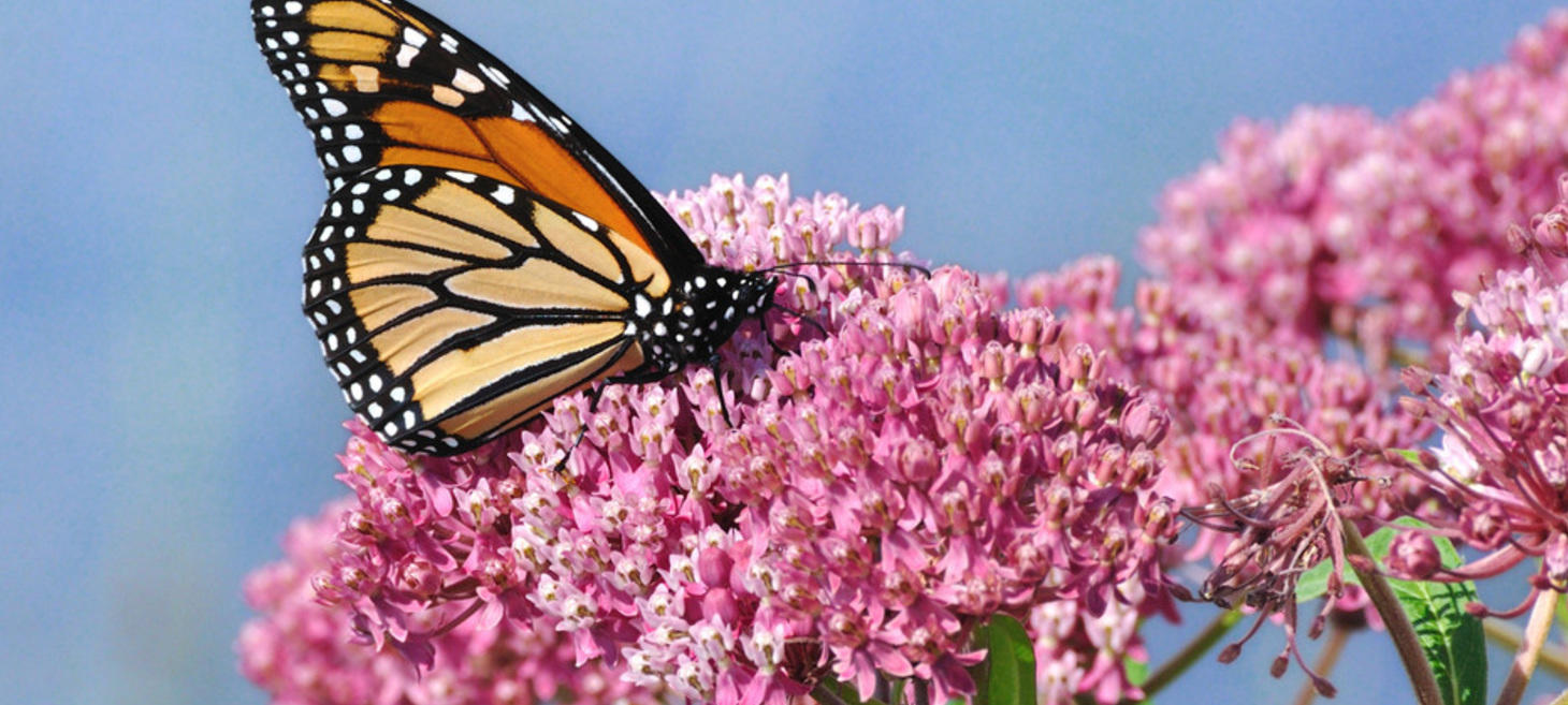 Monarch Butterfly Conservation Fund Request for Proposals