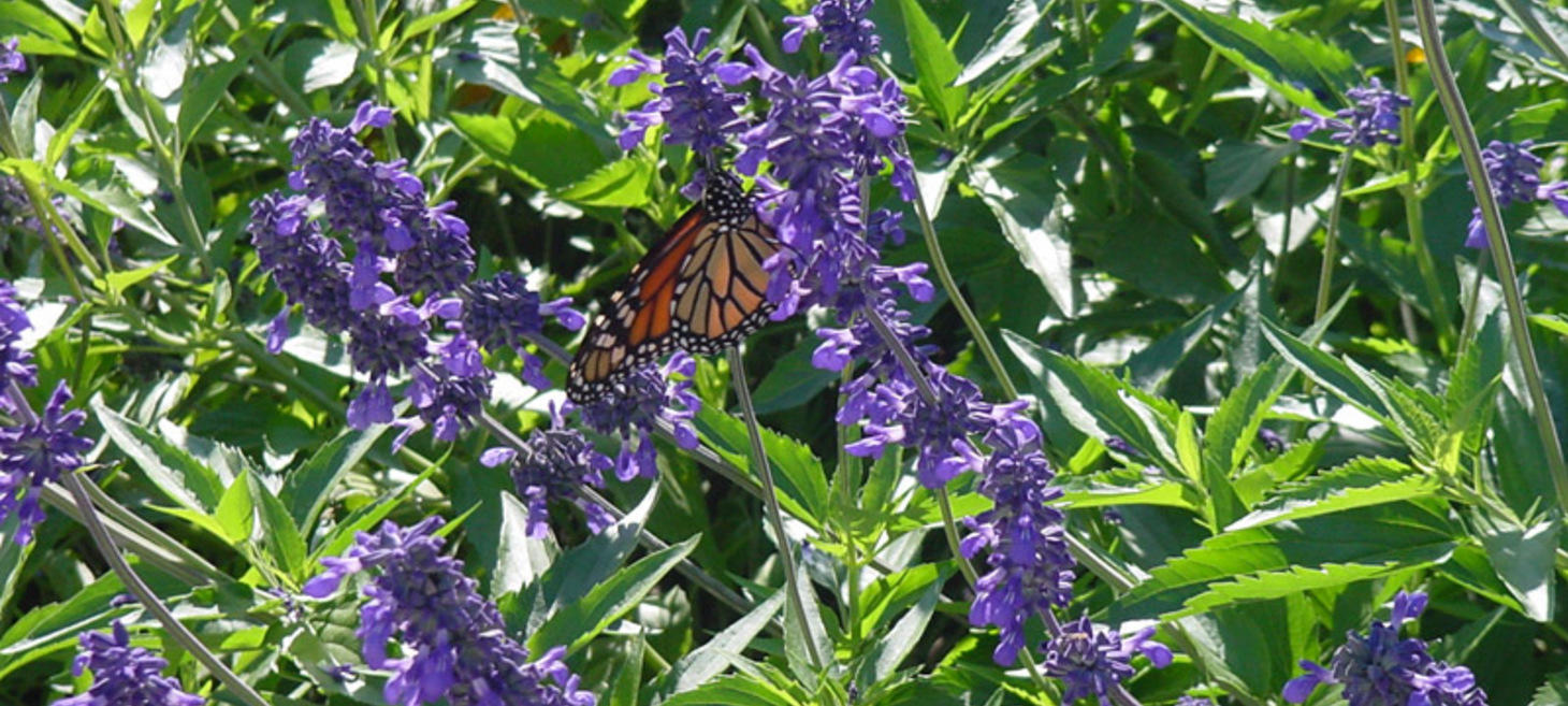 Salvias for Texas Tough Summer Color