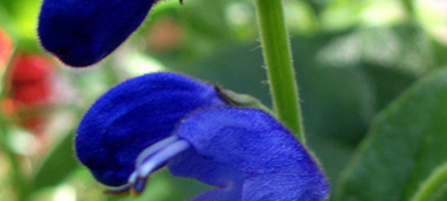 Fifteen Thirsty Salvias for Florida