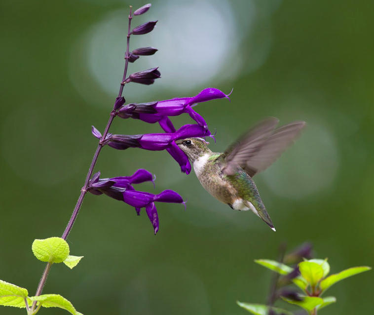State-by-State Hummingbird Checklists