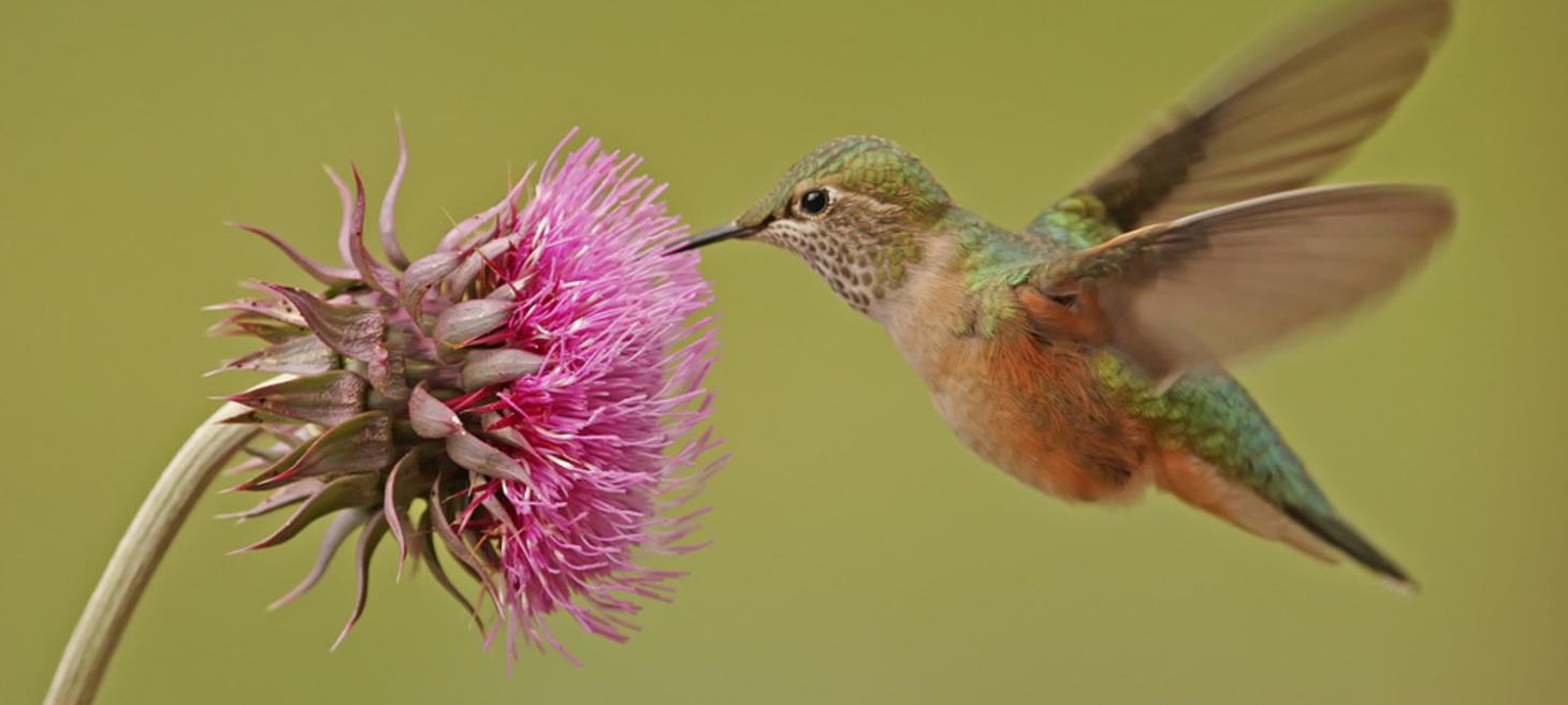 Hummingbirds of Madera Canyon, Arizona