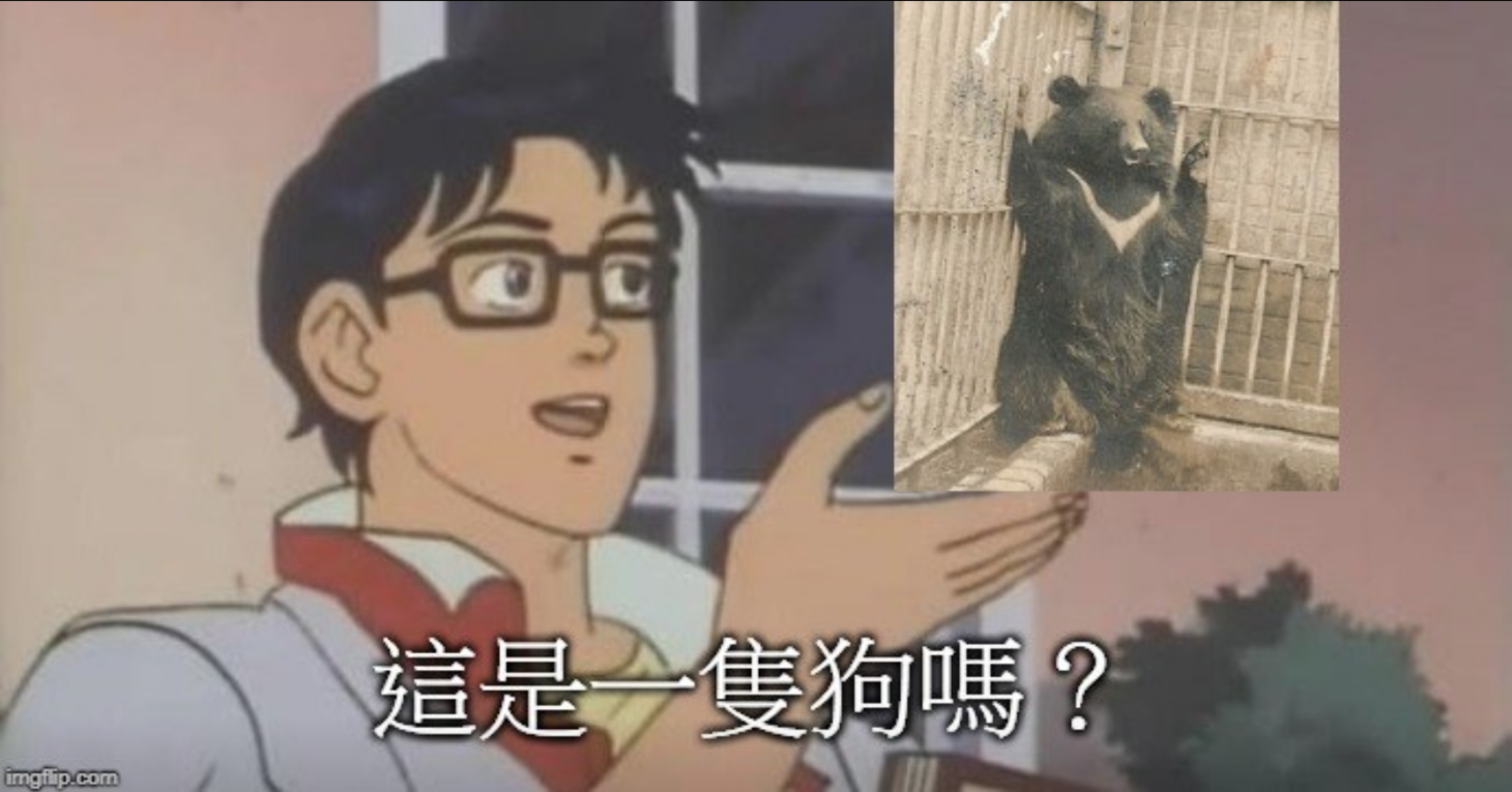 那些年,阿嬤養過的狗
