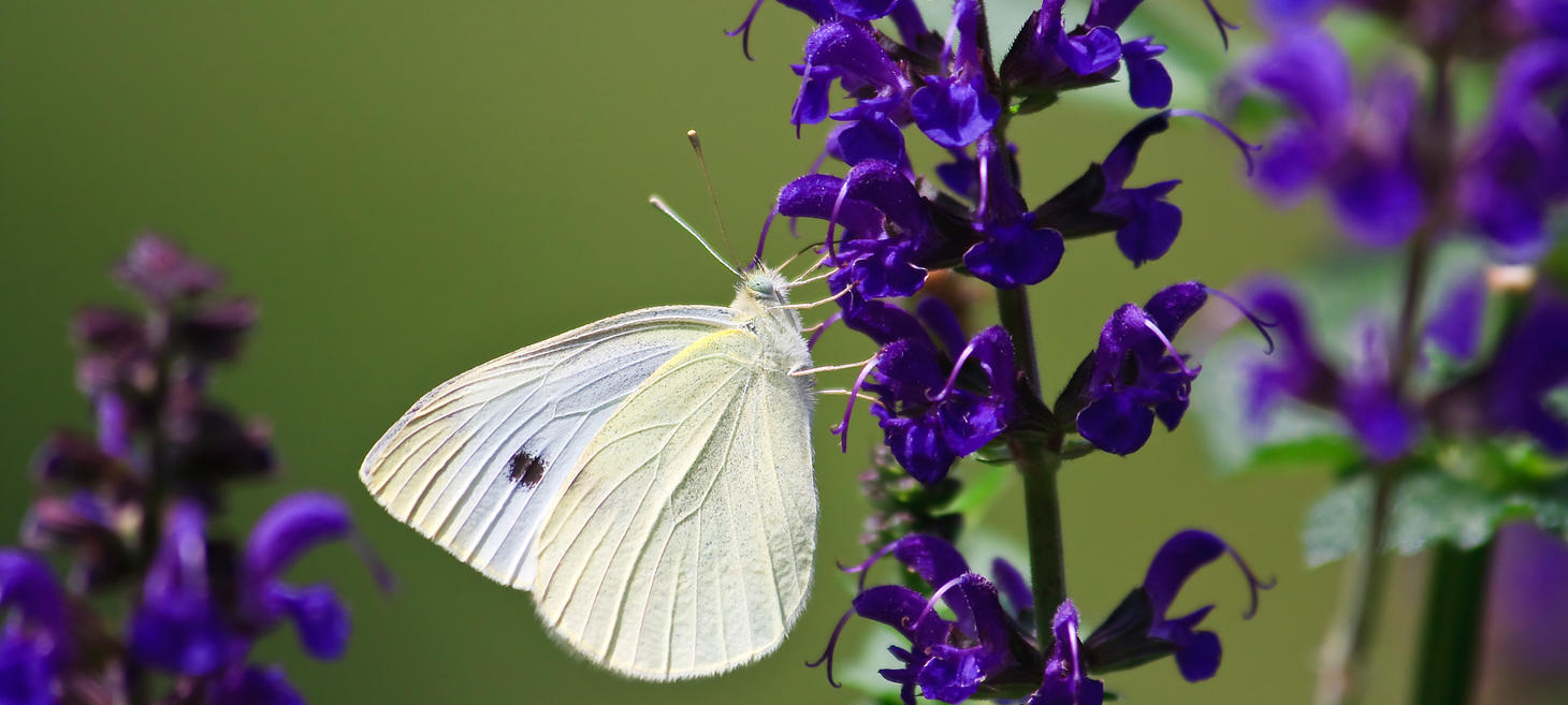 Free Regional Plant Selection Guides from Pollinator.org