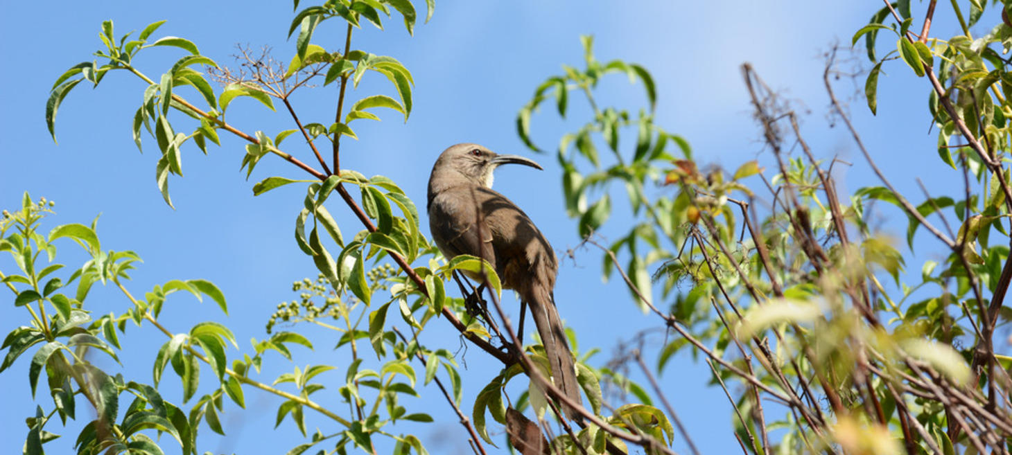 BirdNote Radio: Songbirds of California's Chaparral