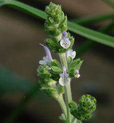 New at FBTS: Elegant Salvia Valentina