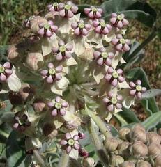 Up Close: Asclepias Eriocarpa for Monarchs