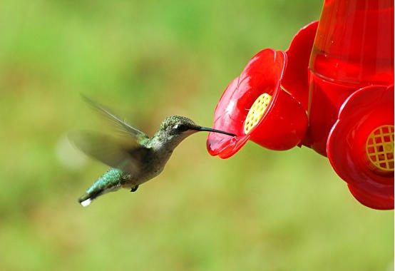Loving Hummingbirds to Death