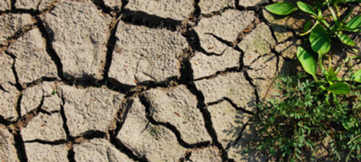 When Soil Won't Hold Water: How to Beat Hydrophobia