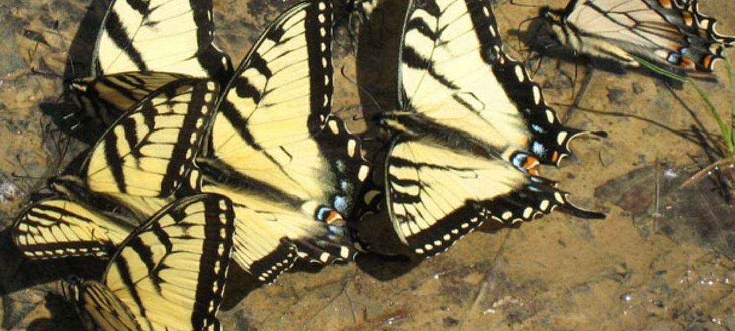 Video: Walter Reeves Demos a DIY Butterfly Puddle