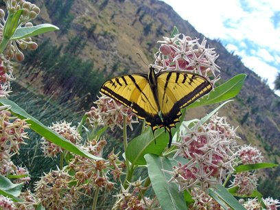Pollinators: An Information and Action Guide
