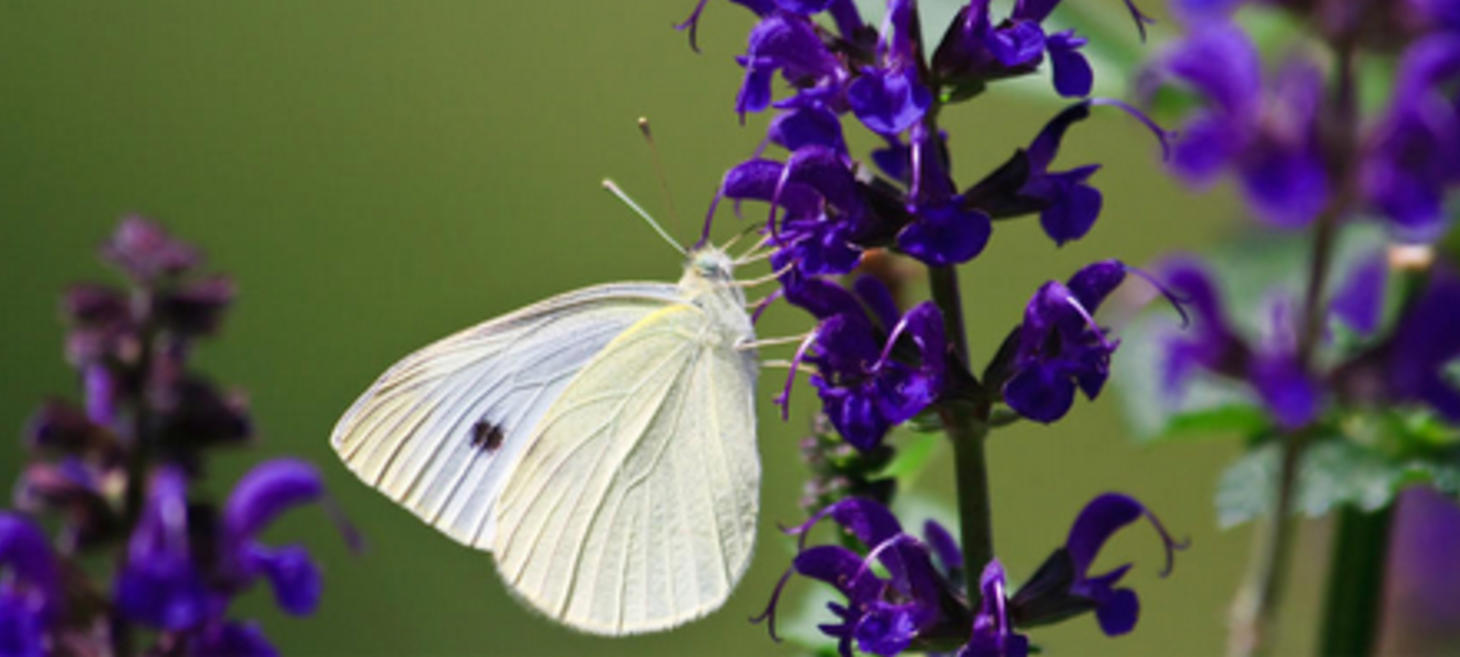 Free Regional Plant Selection Guides from Pollinator.org