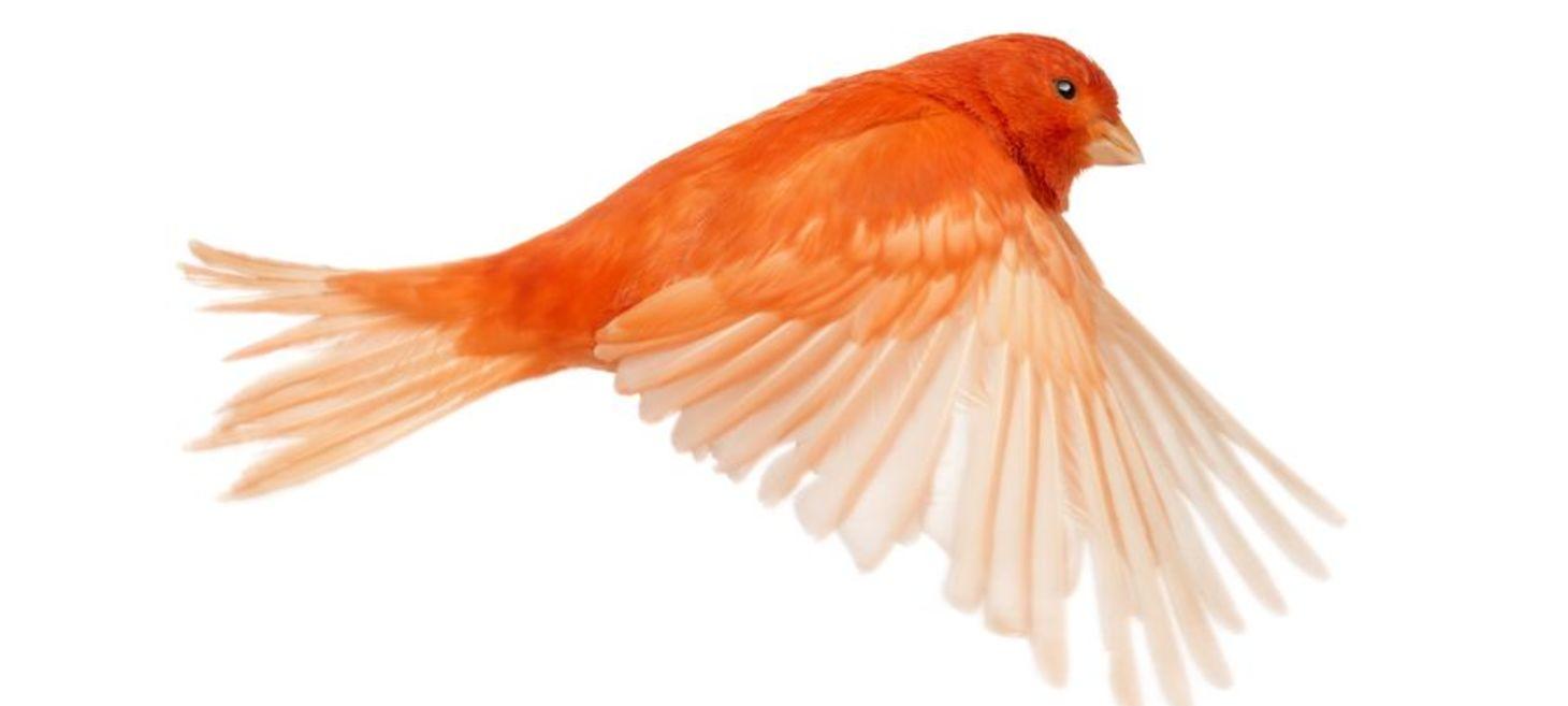 What (exactly) is a canary release? A guide for Product Managers