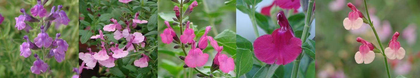 Ask Mr. Sage: How Light & Growing Conditions Affect Flower Color