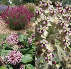 New at FBTS: Rosy Drought-Resistant Butterfly Sun Mix