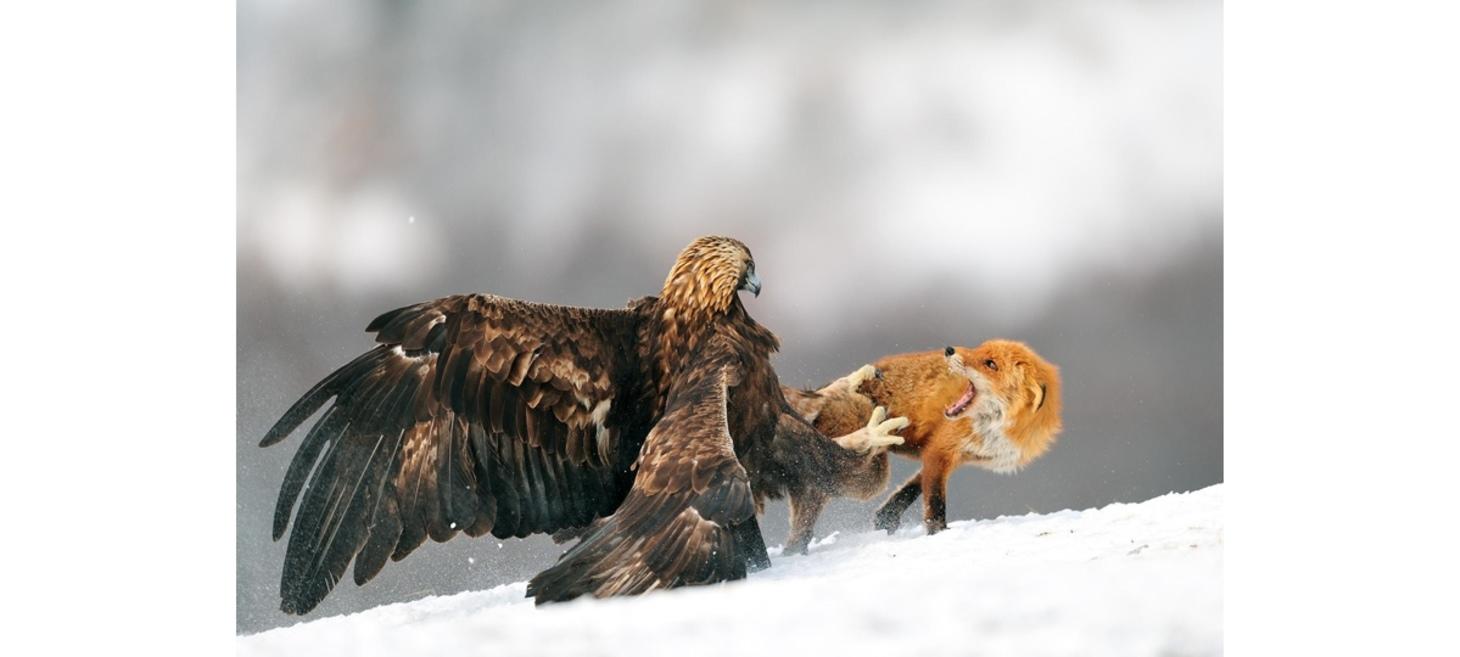 Golden eagle having a discussion with Red fox by Yves Adams