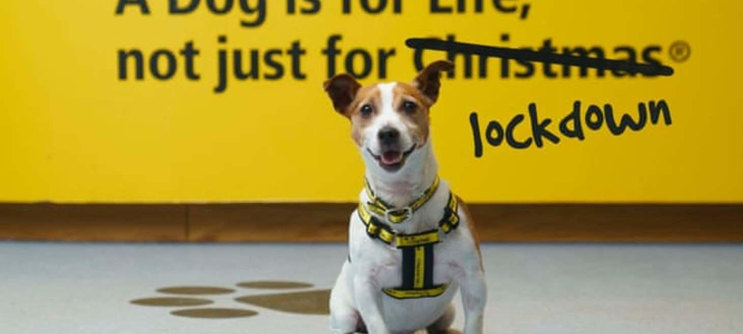 Dogs are for life, not just coronavirus lockdown, says charity