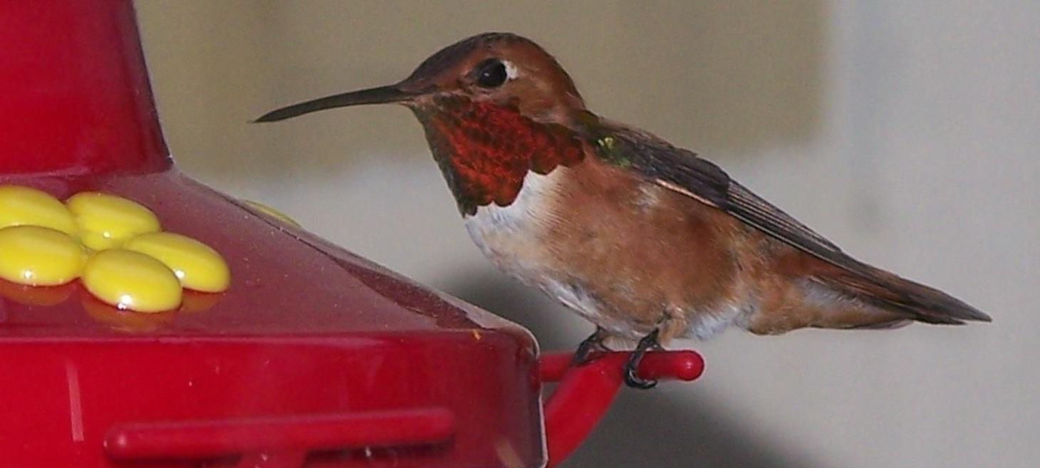 Plant Shortage from Drought May Be Causing Rufous Hummingbird Decline