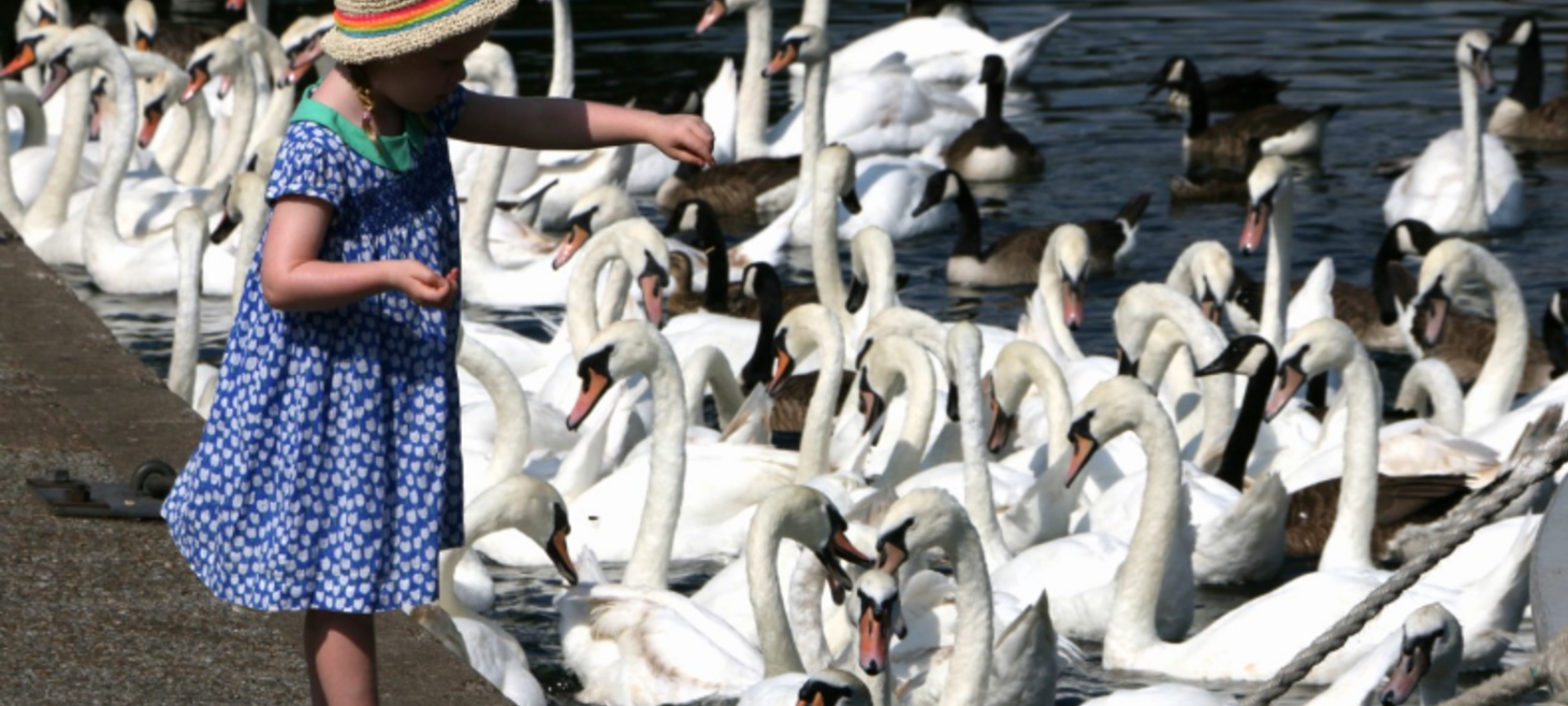 Lockdown leaves the UK’s ducks and swans at risk of starvation – here’s how you can help