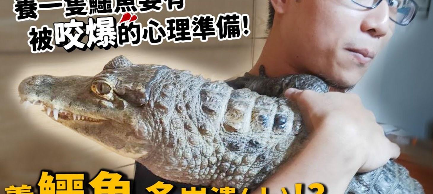 在家裡養貓太落伍了,現在是養鱷魚的時代(誤)