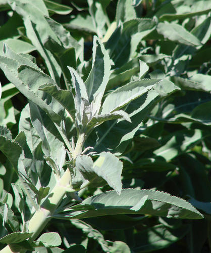 White Sage Abloom on Wildflower Hike in Anza-Borrego's Cool Canyon