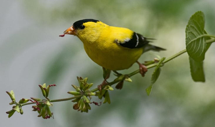 Do Birds Eat Sage Seeds?