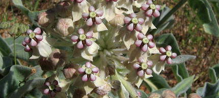 A Guide to common Milkweeds of California