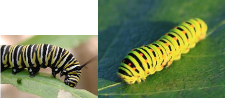 Caterpillar Quiz: Difference between Monarchs and Eastern Swallowtails