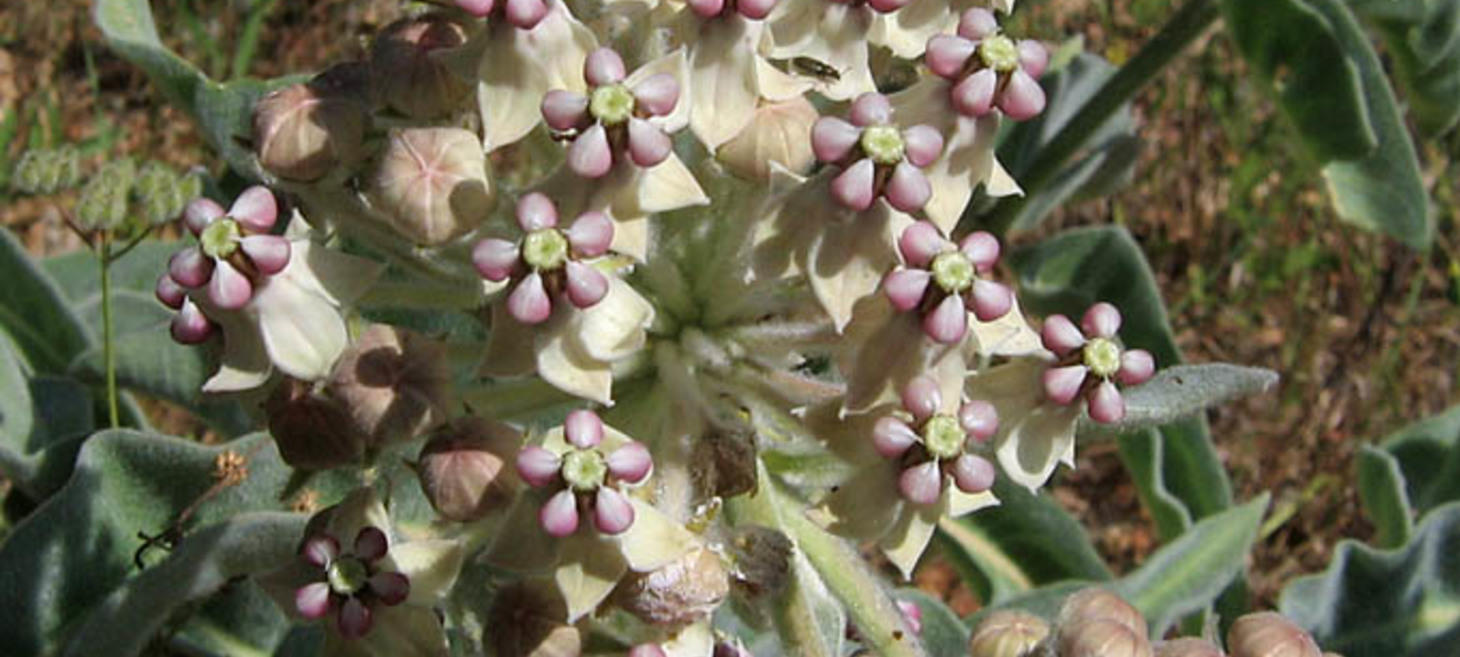 State-by-State List of Milkweed Species