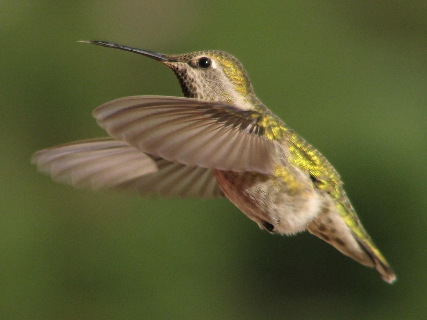 Diagnosing Hummingbird Health in a California Garden